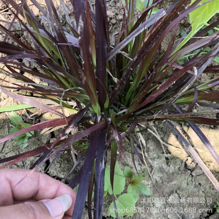 紫葉狼尾草 苗圃直銷 基地價(jià)格 產(chǎn)地批發(fā) 彩葉觀賞草花境花帶材料