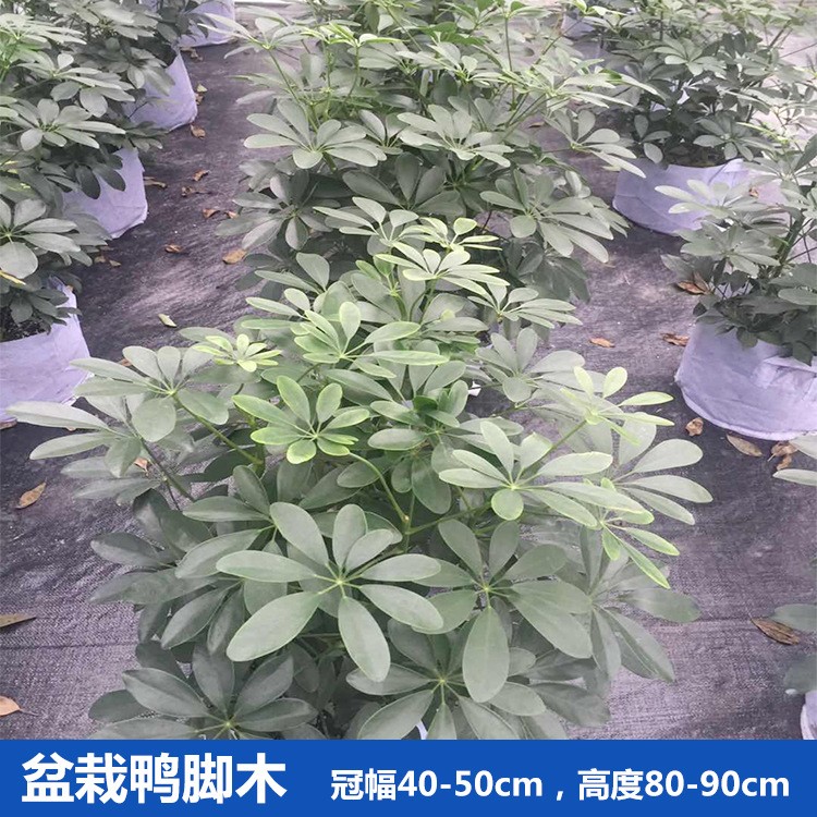 鴨腳木  鵝掌柴 中型租擺盆栽批發(fā) 園林工程花木 產(chǎn)地直銷(xiāo)