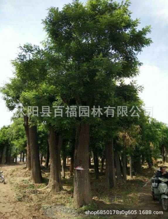 國槐大樹18-35公分國槐樹 園林景觀綠化 工程苗 基地價(jià)格國槐