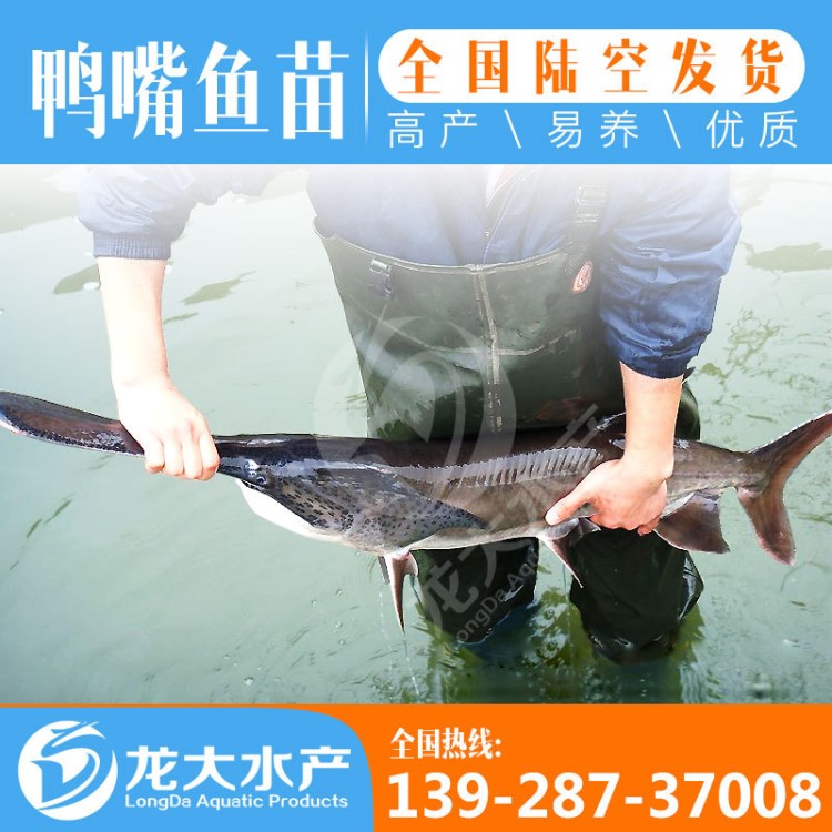 【現(xiàn)貨供應(yīng)】6~9厘米 鴨嘴魚(yú)苗 美國(guó)鴨嘴魚(yú)苗 匙吻鱘魚(yú)苗