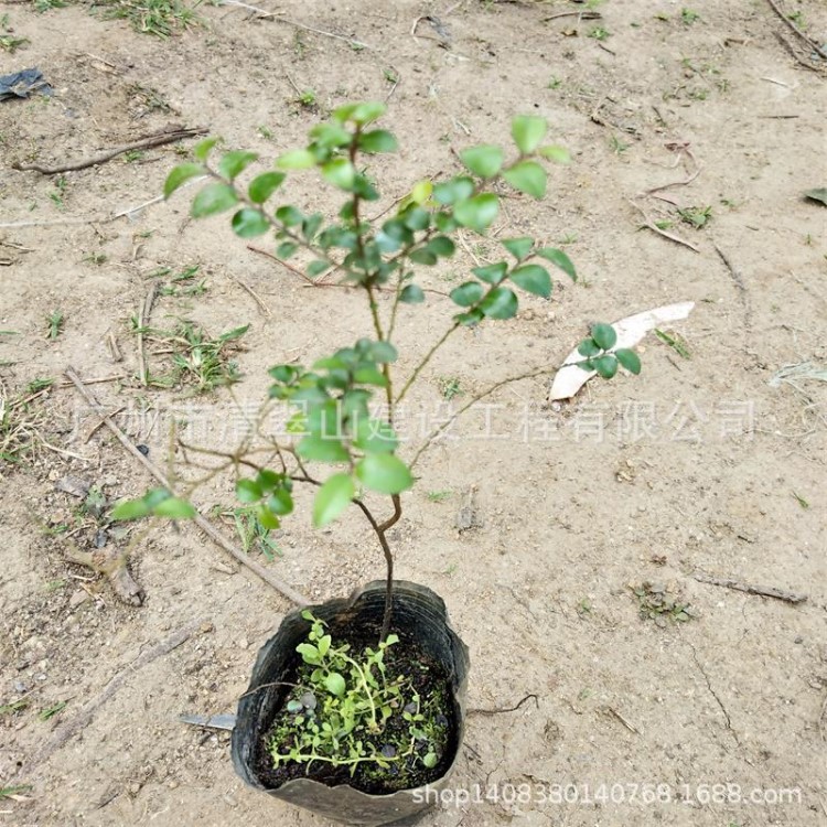 廠家直銷印度小葉紫檀樹苗室內(nèi)盆景盆栽批發(fā)花卉種苗