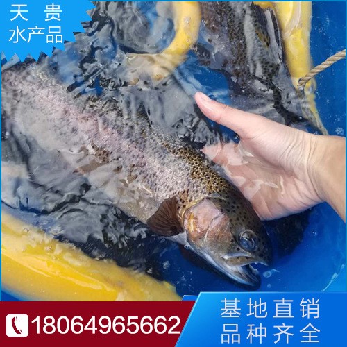 原生魚活體 淡水虹鱒魚苗 三文魚苗 三倍體虹鱒 虹鱒魚活體包活