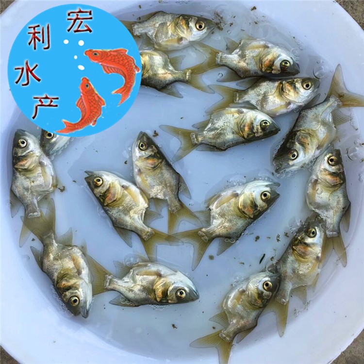【火售】縮骨大頭魚苗 仙骨大頭魚苗 縮骨鳙魚苗 縮骨花鰱苗