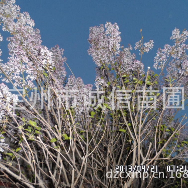 花灌木紫丁香河北紫丁香定州紫丁香苗木基地