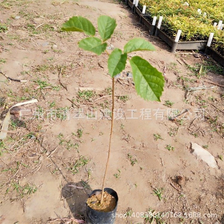 厂家直销黄花风铃木苗园林绿化观花绿植多花批发花卉种苗