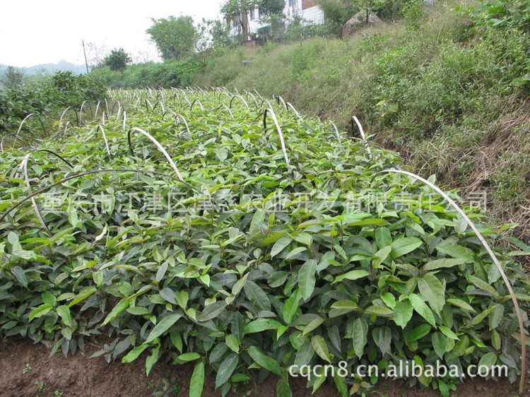 基地直銷黃葛樹小苗 、黃葛樹樹苗規(guī)格 量大從優(yōu) 價(jià)格實(shí)惠