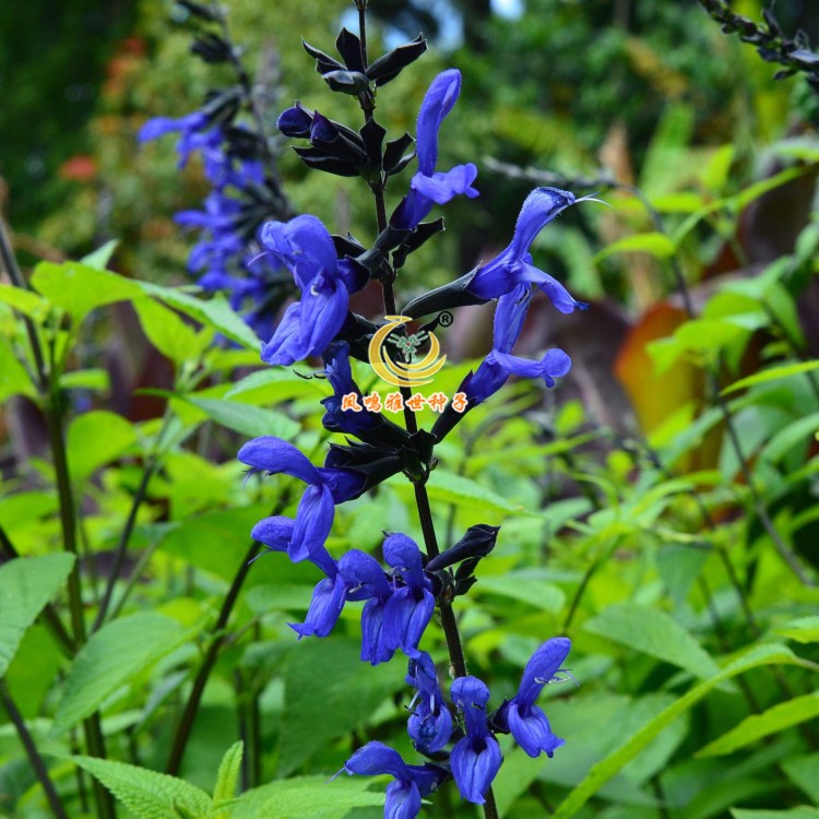 l宿根鼠尾草種子藍色 耐寒多年生 四季播花卉香草陽臺庭院花種子