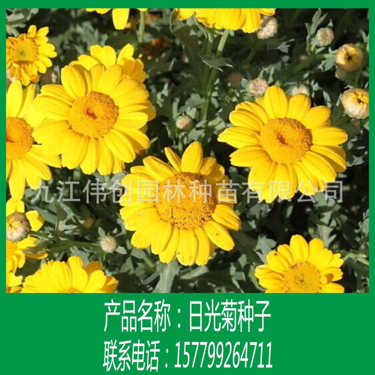 江西九江批發(fā)供應花草種子 日光菊種子 質(zhì)量 成活率高