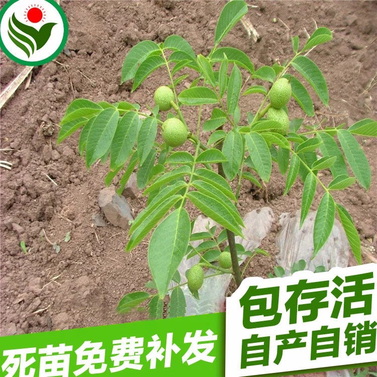 綠騰基地華豐短枝核桃樹苗 華豐短枝 特豐產(chǎn)短枝核桃樹苗供應