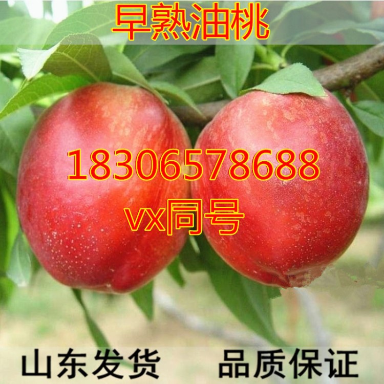 特大油桃46-28（中油12號 中油13號-中油16號）桃樹