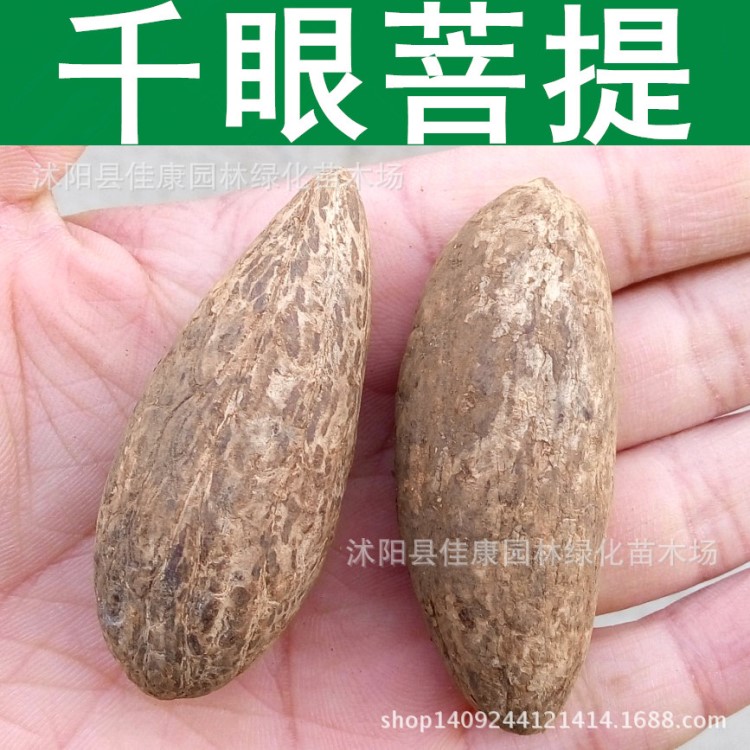 千眼菩提子 原籽原子 批發千眼菩提通貨 非洲原果大果現貨