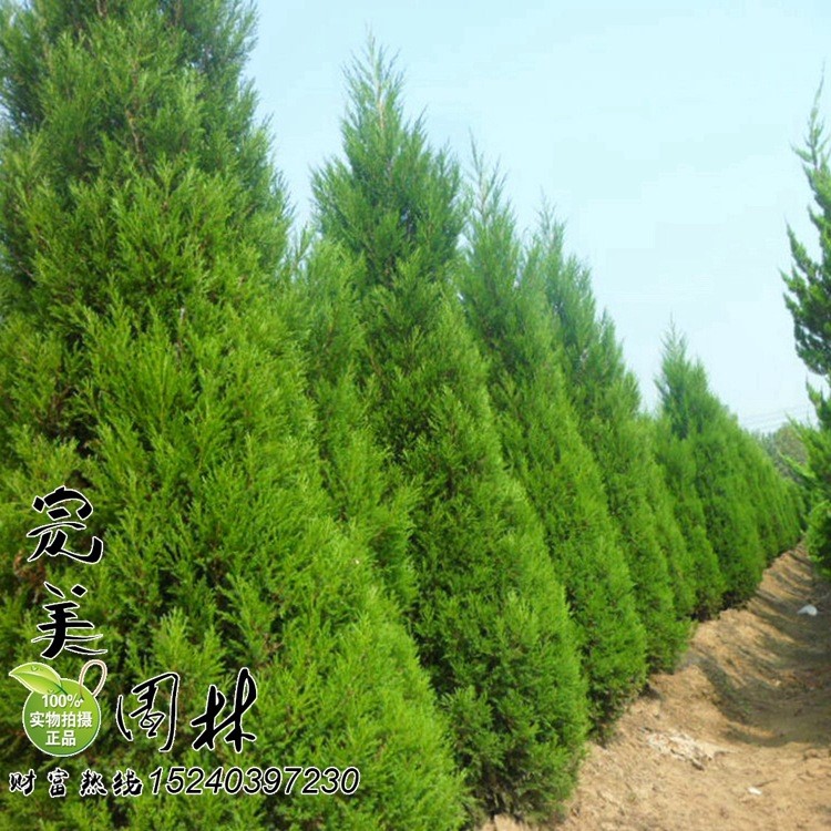 批發園林綠化塔檜