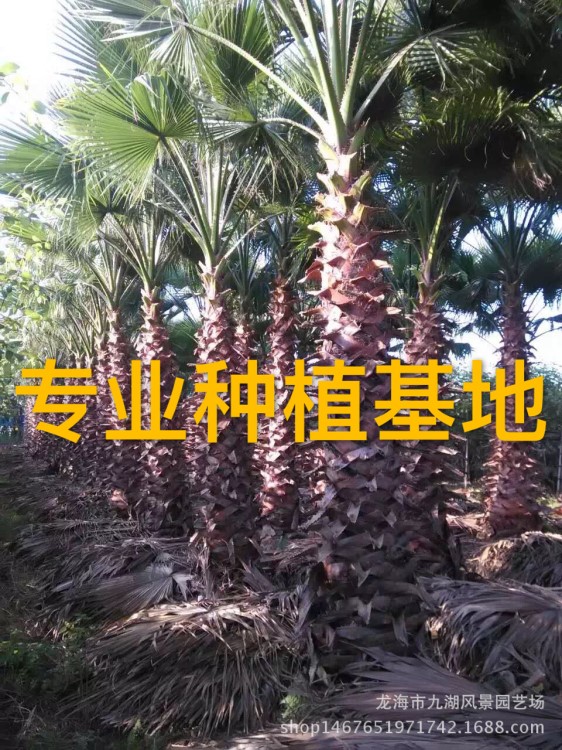 福建風景大量供應老人葵 華盛頓葵價格 華盛頓棕報價 質量