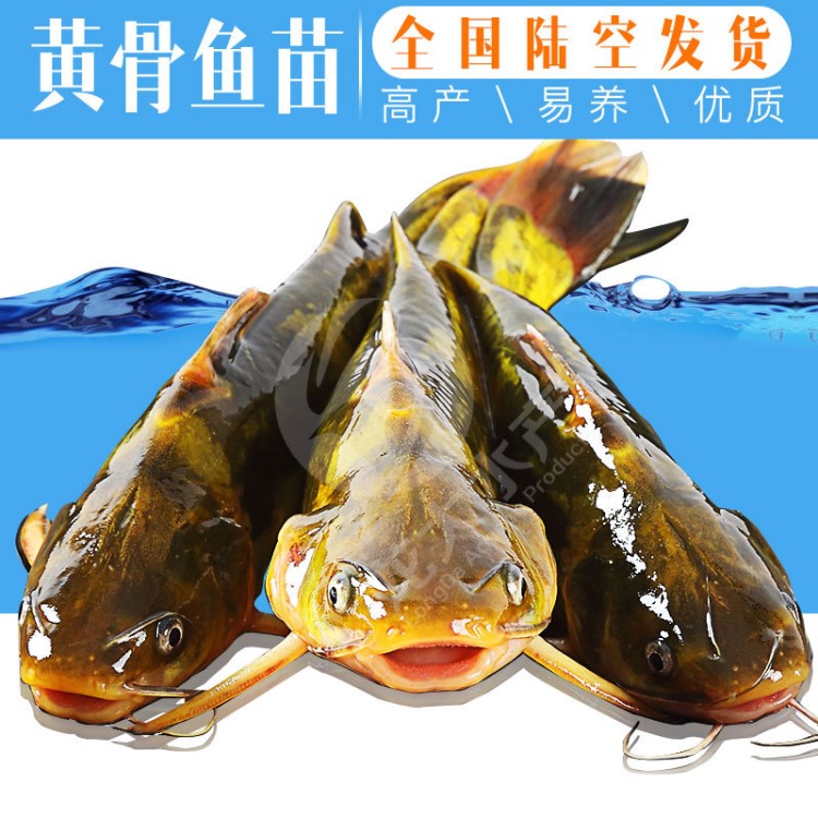 【新苗】全雄黃骨魚(yú)苗 單性黃顙魚(yú)苗 雜交黃骨魚(yú)苗 黃辣丁魚(yú)苗