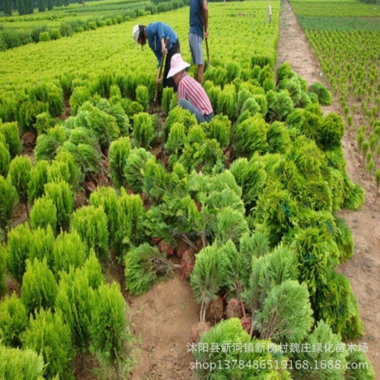 低價(jià) 綠化苗木 灑金柏樹苗 灑金柏小苗 庭院綠化花木基地