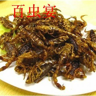 大蝎子  雨林蝎  個大肉肥  肉質(zhì)鮮美  燒烤  油炸多種吃法