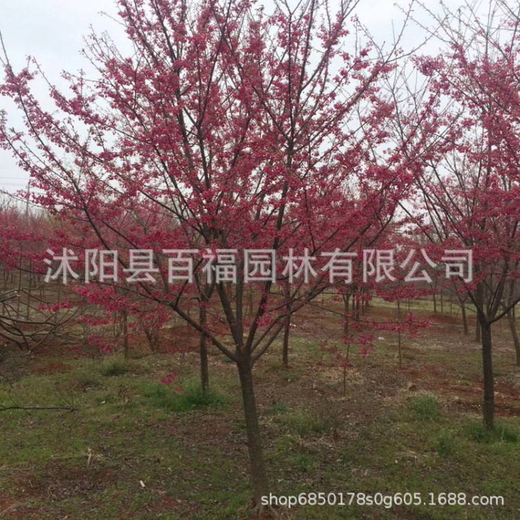 福建山櫻花 樹苗 基地直銷 批發(fā)價格 苗圃供應 道路庭院綠化苗木