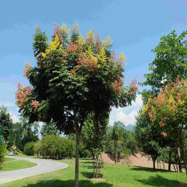 苗圃直銷(xiāo)園林綠化苗木樹(shù)苗行道樹(shù)苗欒樹(shù)苗北欒南欒樹(shù)苗黃山欒樹(shù)