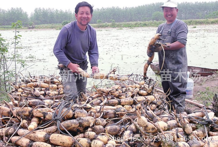 藕種苗培育批發(fā)廠家直銷南斯拉夫太空二號蓮藕藕種