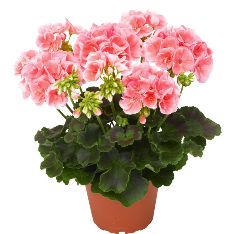 包邮盆栽天竺葵花苗重瓣单瓣盆栽花卉四季开花植物矮牵牛盆栽花