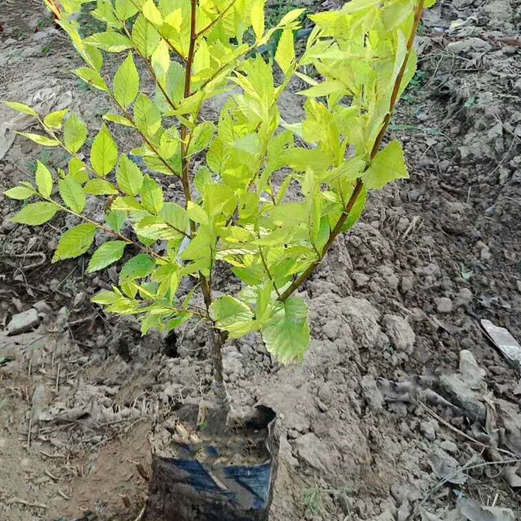 西北綠化小苗營養(yǎng)缽裝金葉榆楊凌基直銷工程苗中華金葉榆苗