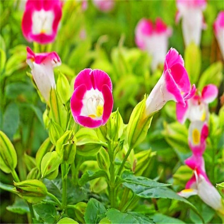 夏堇 江蘇花鄉(xiāng)大量供應草花夏堇 公園綠化夏季草花