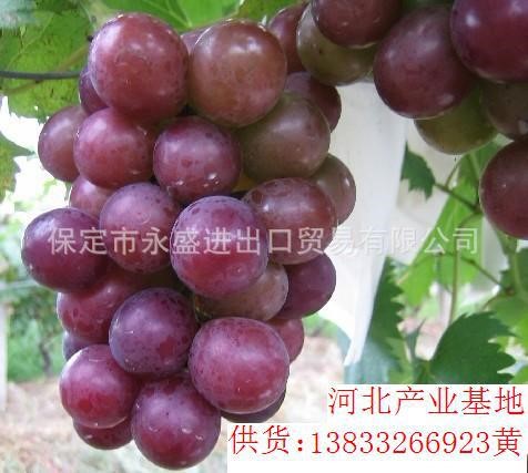 基地大量供應巨峰葡萄