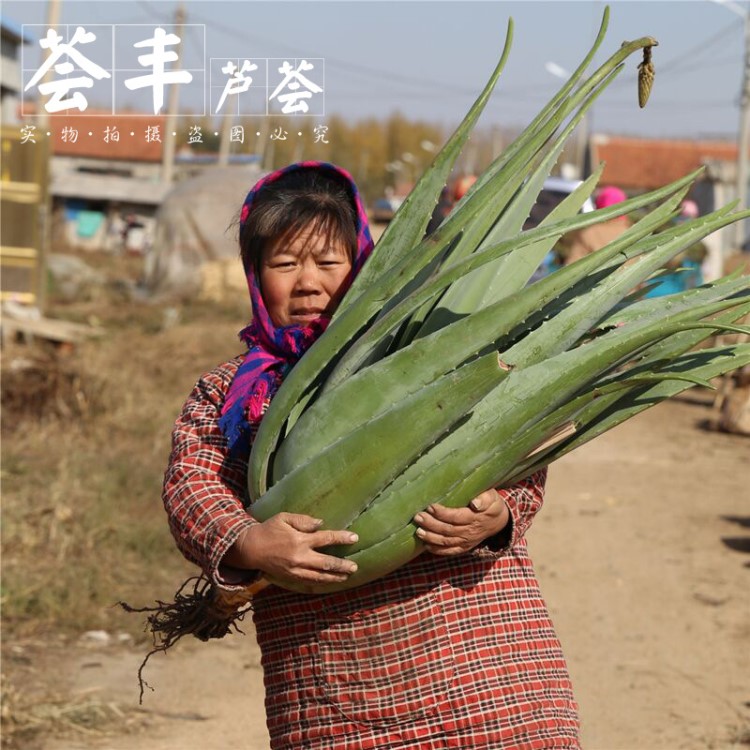 美國庫拉索蘆薈盆栽植物美容室內(nèi)花卉蘆薈批發(fā)新鮮納豆牛奶植物