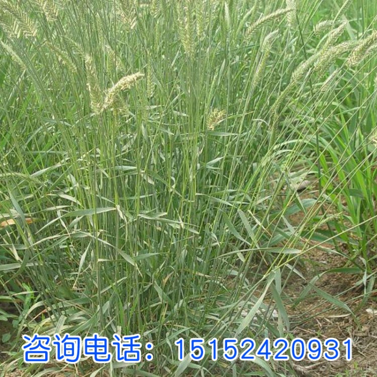 冰草 冰草種子 護坡草種 綠化草種 籽的冰草發芽率高基地發貨