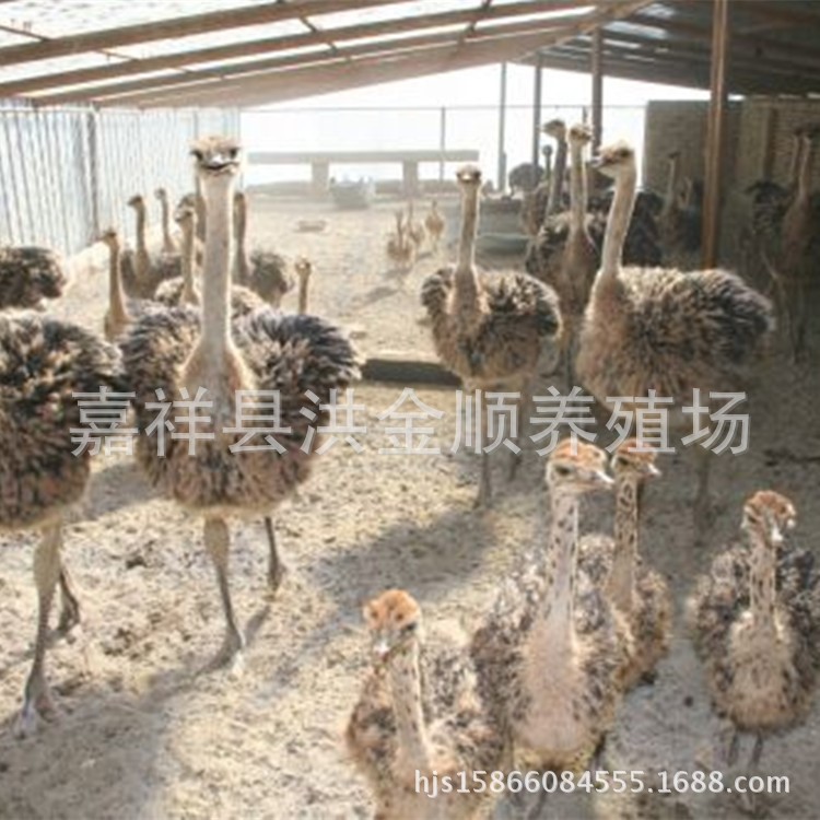 仿真鴕鳥蛋雕刻工藝品 鴕鳥苗 飼養(yǎng)鴕鳥養(yǎng)殖場 鴕鳥苗