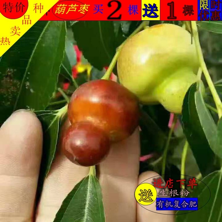 棗樹嫁接苗果樹苗特大北方南方種植地栽當(dāng)年結(jié)果盆栽包郵冬棗樹苗