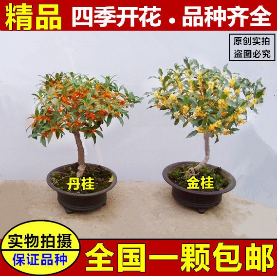 嫁接桂花苗 四季桂沉香桂金桂丹朱砂桂盆栽庭院桂花樹苗包郵