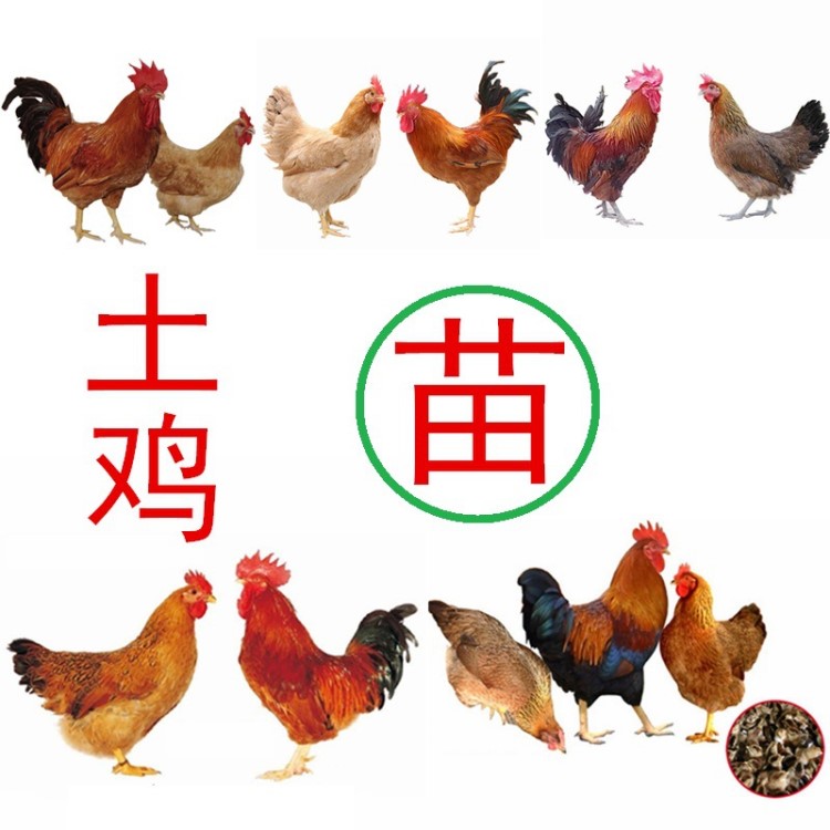 廣東土雞苗批發(fā)，免費(fèi)提供土雞養(yǎng)殖技術(shù)，包運(yùn)輸成活