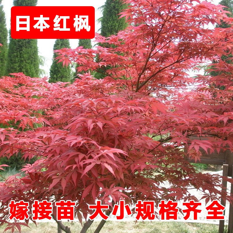 紅楓樹苗 日本紅楓苗  庭院綠化樹 盆栽樹苗 室內(nèi)盆栽