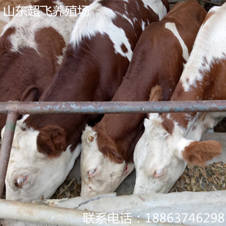 訂購(gòu)肉牛改良牛 良種肉牛 牛犢子價(jià)格 西門塔爾牛 新報(bào)價(jià)
