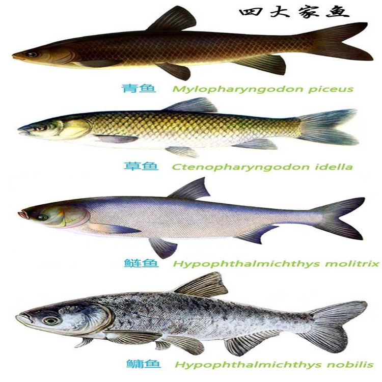 低價(jià)批發(fā)供應(yīng)青魚苗 淡水青魚苗 四大家魚苗 廣東廣州 人工養(yǎng)殖