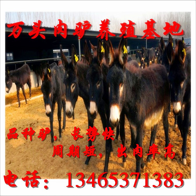 廣靈驢肉驢 毛驢養殖 驢肉批發 驢苗 種驢成本種驢養殖利潤