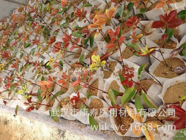 可生產(chǎn)美國(guó)紅楓育苗袋，透氣性強(qiáng)，成活率