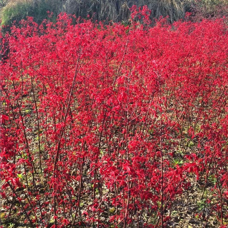 日本紅楓小苗 紅舞姬基地直銷 花灌木產(chǎn)地批發(fā)價(jià)格 60-80CM高