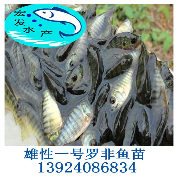 2019年頭批羅非魚苗 越冬羅非魚苗 新吉富羅非魚苗 奧尼羅非魚苗