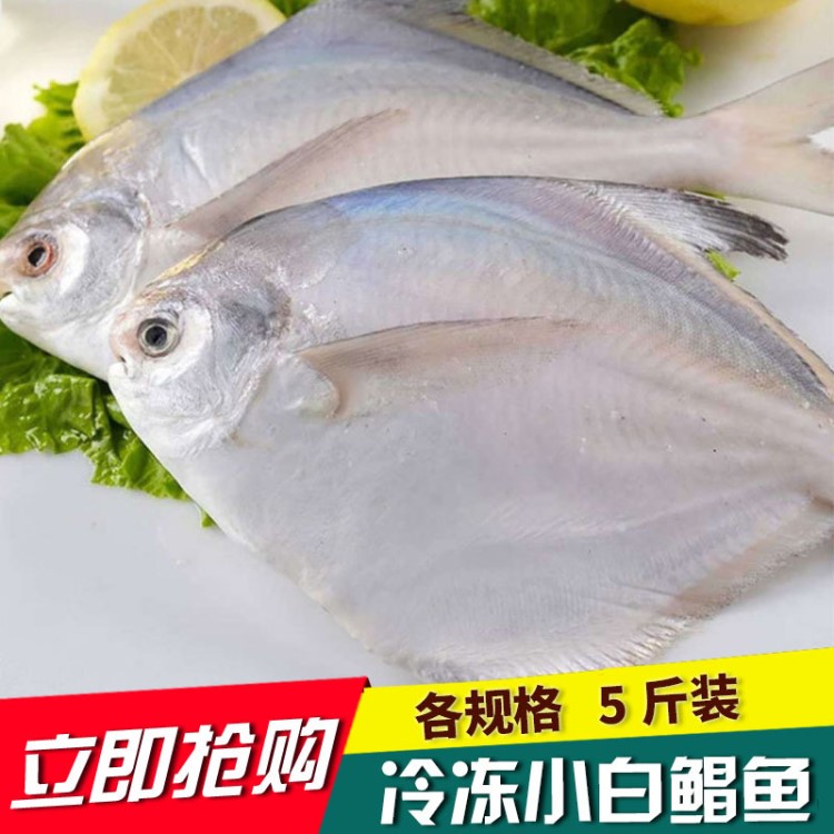 冷凍白鯧魚 鯧魚 野生小鯧魚海魚新鮮白鯧鮮活冷凍平魚扁魚