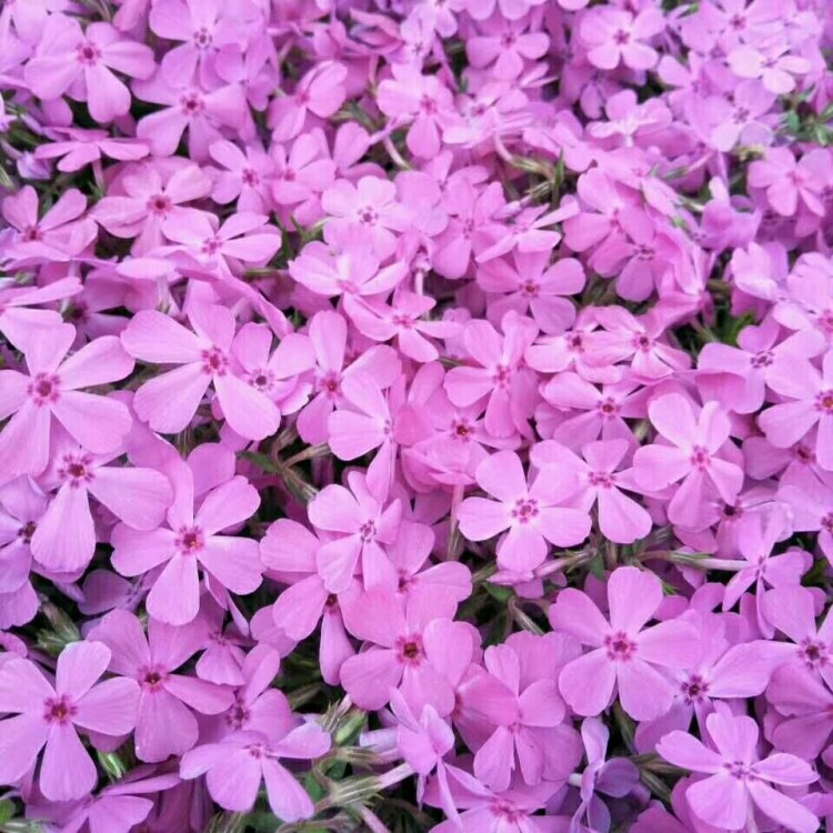 面向全國供應耐寒地被宿根花卉叢生福祿考芝櫻花海工程花期長