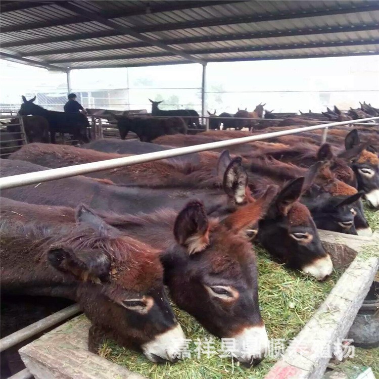 共和縣養驢 肉驢育肥驢肉驢 德州驢烏頭驢三粉驢 好新綠色養殖