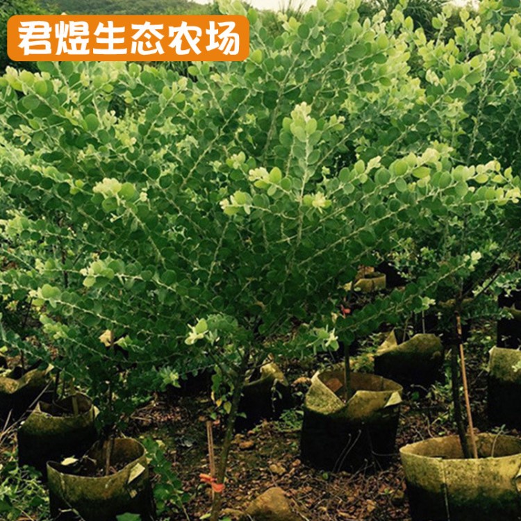 庭院植物銀葉金合歡 庭院小區(qū)綠化苗木 環(huán)保綠化苗木 合歡樹苗