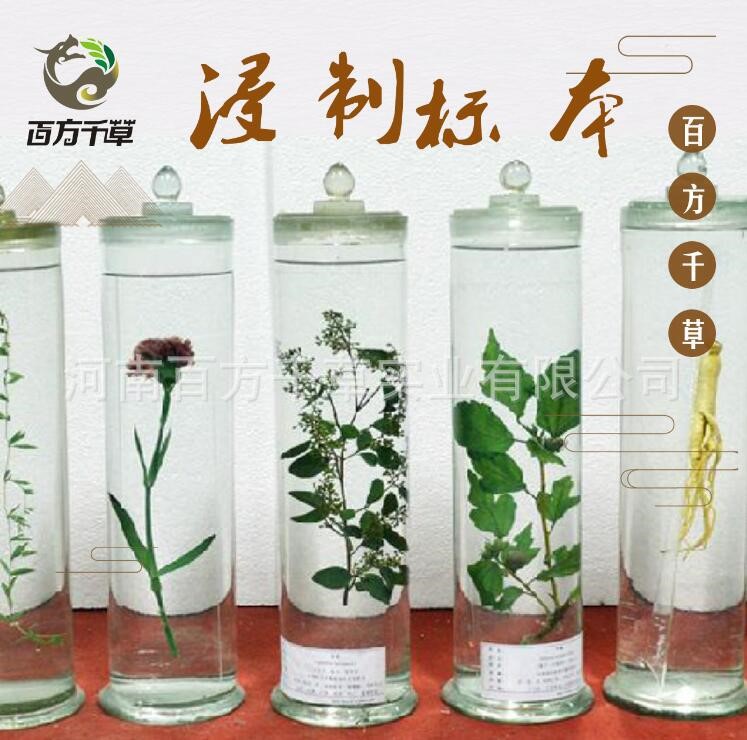 廠家直銷中藥浸制標(biāo)本 植物水浸標(biāo)本 保色標(biāo)本標(biāo)本館配套