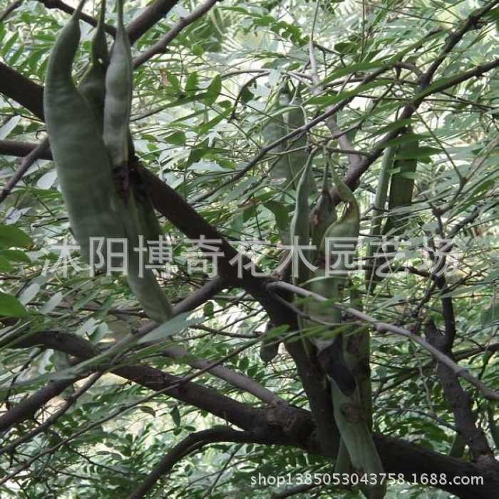 批發皂角樹苗 皂角苗 皂莢小苗 居家鎮宅寶樹 造刺樹苗 藥材樹苗