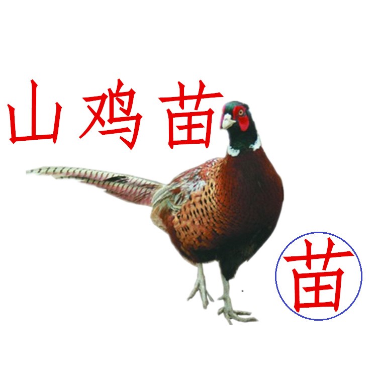 山雞苗野雞廠家批發(fā)七彩山雞種苗，價(jià)格優(yōu)惠全國(guó)發(fā)貨質(zhì)量保障