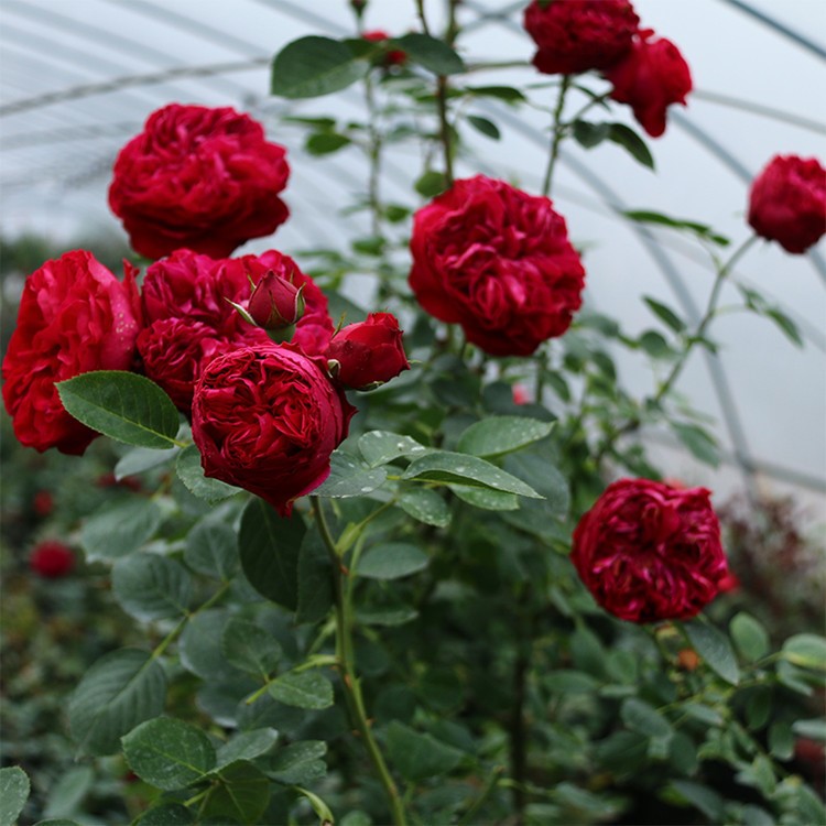 龍沙寶石歐月月季花苗扦插大苗紅龍色爬藤本庭院芳香花園植物玫瑰