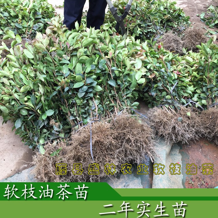 高50-60公分軟枝油茶實生苗批發(fā)  廣西白花油茶樹苗基地直銷