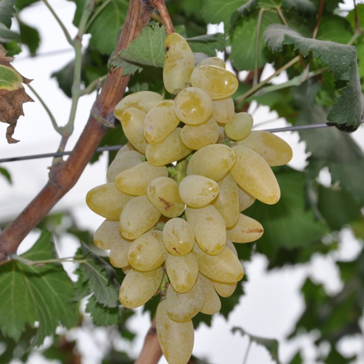 果苗批發(fā)湖南果樹(shù)苗木 金手指葡萄苗庭院盆栽葡萄種苗